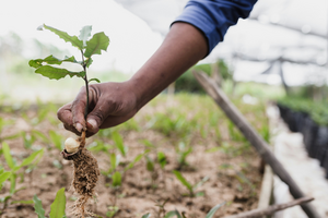 Building a Sustainable Legacy: Expanding Our Reforestation Pledge