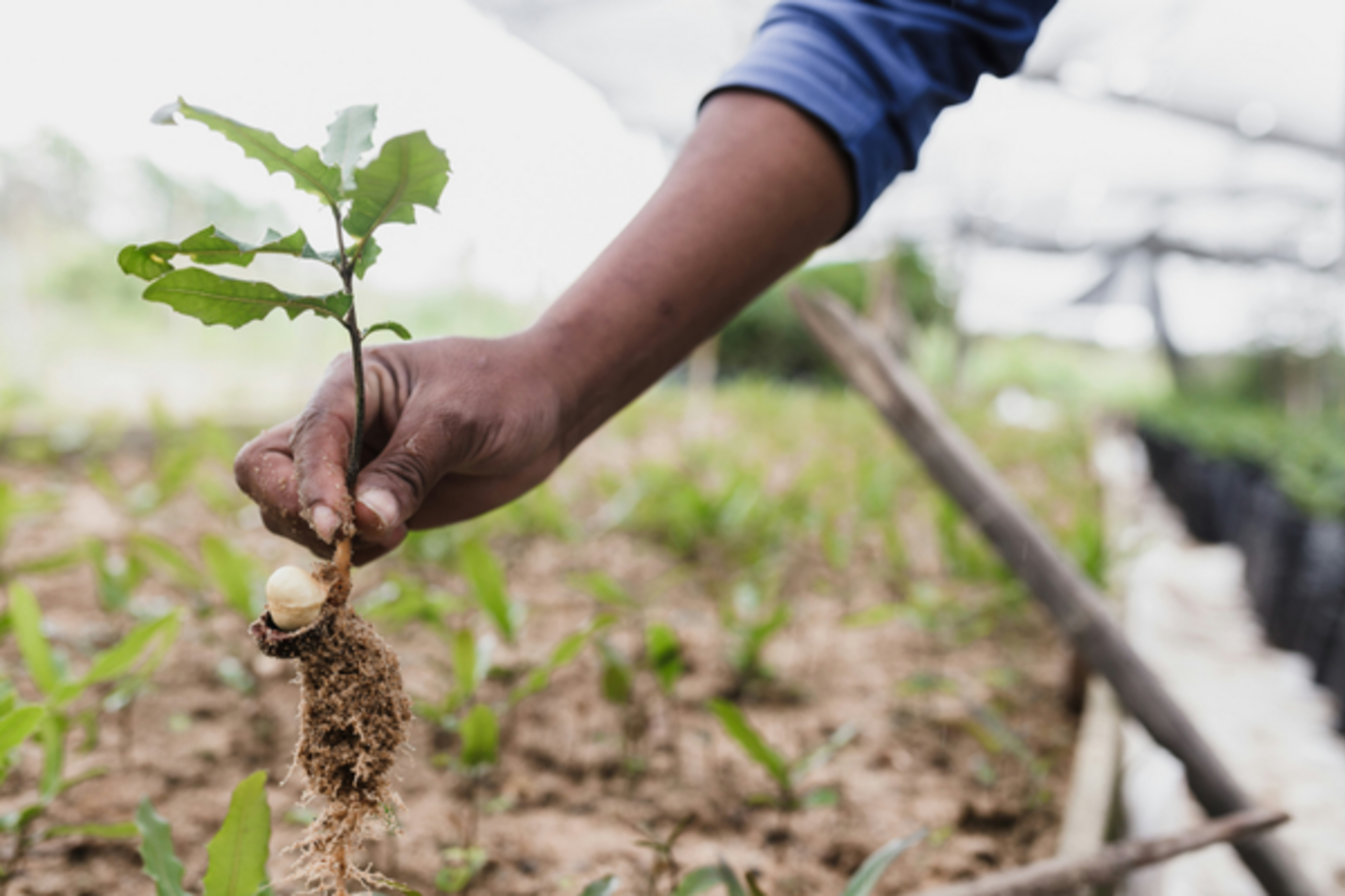 Building a Sustainable Legacy: Expanding Our Reforestation Pledge