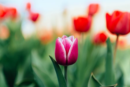 April 2019, Issue 79