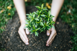 Planting 5 trees for every candidate placed