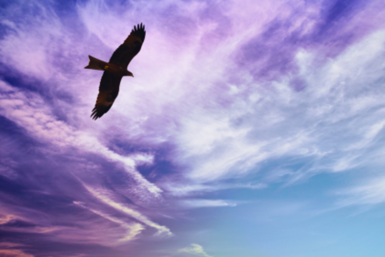 Rolling back on Sustainability: a spotlight on DEI