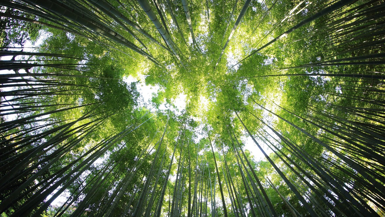 The best time to plant a tree was 20 years ago. The second best time is today.