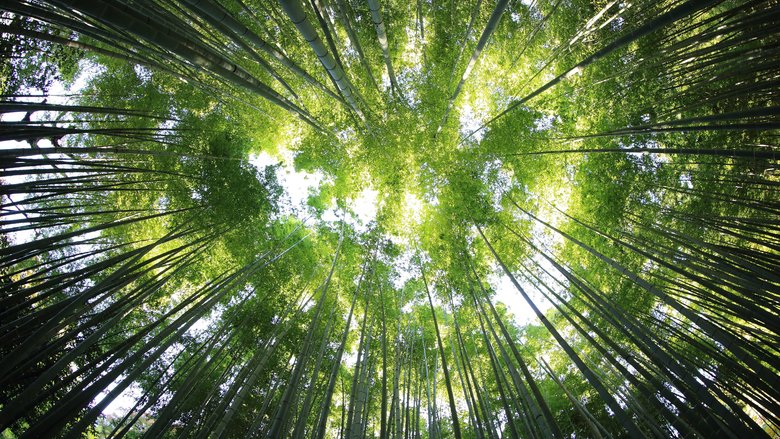 The best time to plant a tree was 20 years ago. The second best time is today.